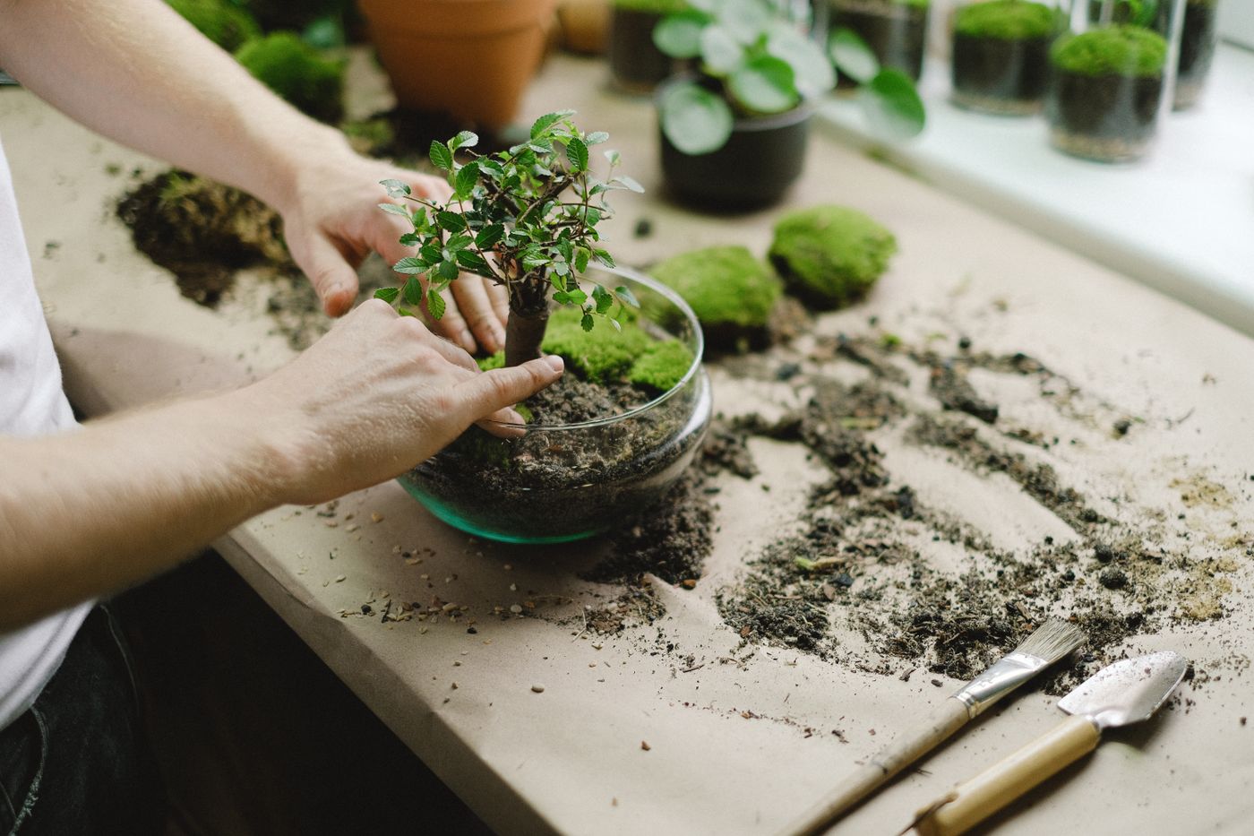 Mains plantant un jeune arbre, tradition de l'arbre de naissance